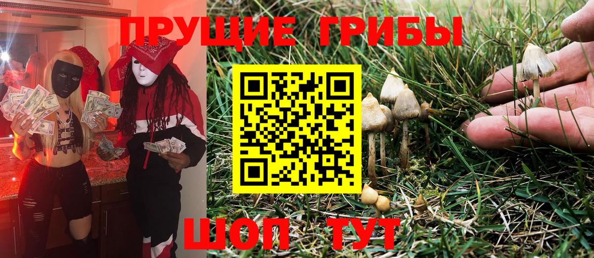 Галлюциногенные грибы Psilocybe Шатура